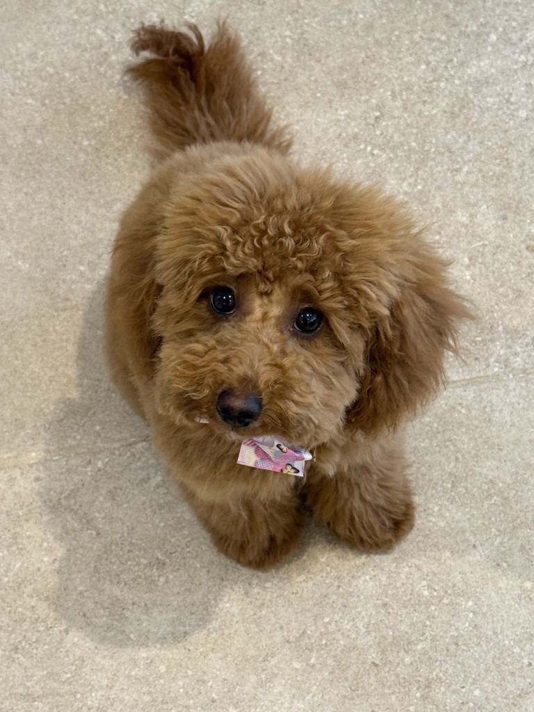 Dora, cavapoo