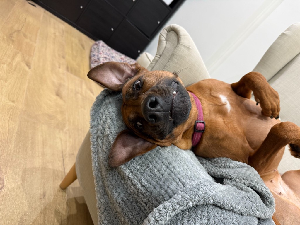 Luna, Rhodesian Ridgeback