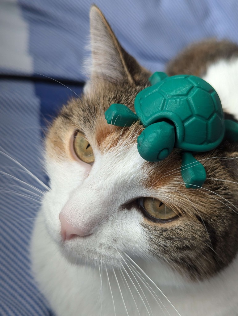 Matilda, cat with a turtle on her head