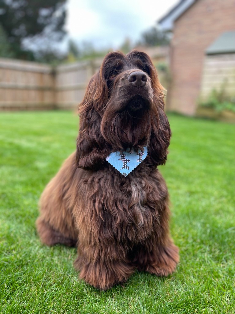 Whisky, cocker spaniel